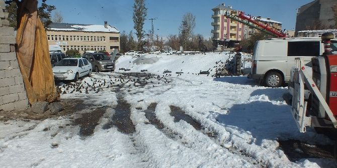 Aç Kuşlar Buğday Deposunu Mesken Tuttu