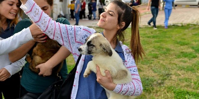 Sokak Hayvanları İçin Ödüllü Fotoğraf Yarışması
