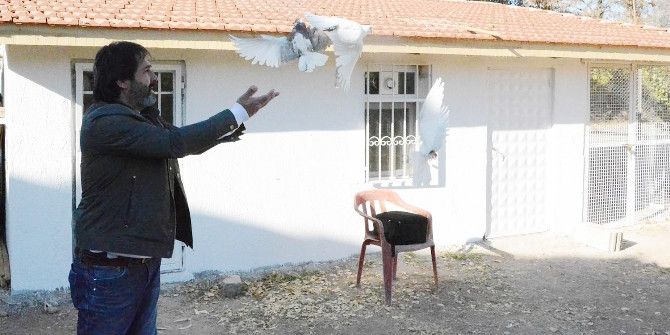 Türkiye’nin En Yüksekten Uçan Güvercinleri Bu İlde Yetiştiriliyor