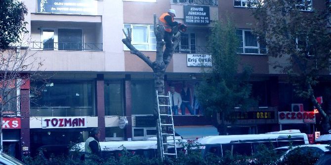 Bilecik Belediyesi Ağaçları Buduyor