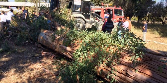 Ağacın Altında Kaldı, Hayatını Kaybetti