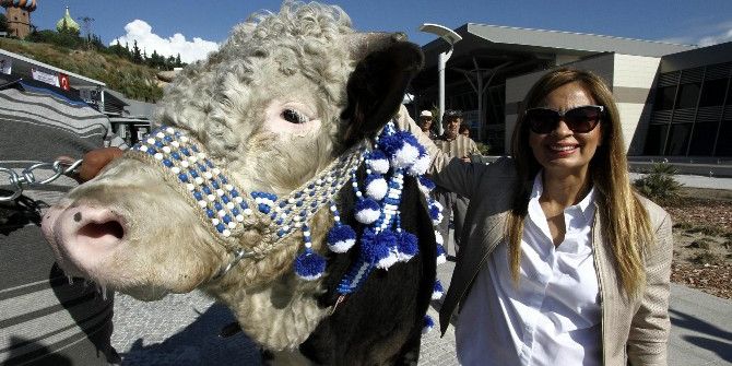Besili Sığırlar En Güzel Seçilebilmek İçin Yarıştı