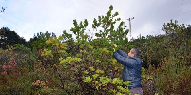Endirek Meyvesi Köylü Kadınların Geçim Kaynağı Oldu