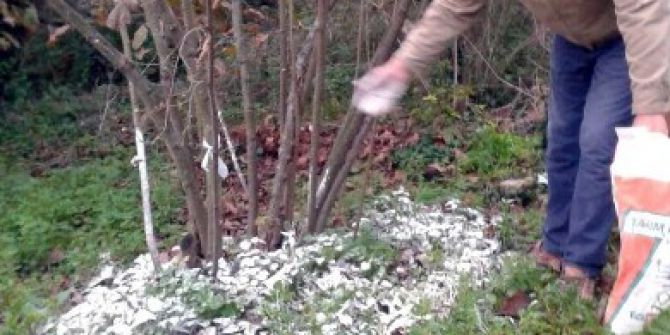 Fındıkta Kireçleme Önlemleri