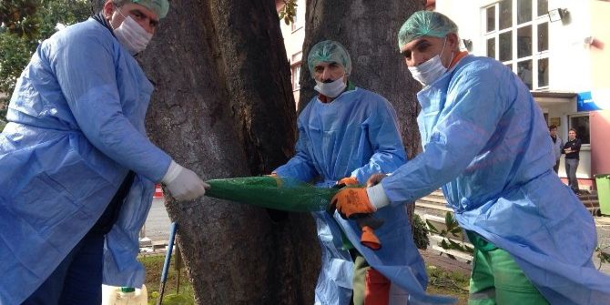 Trabzon’da Anıt Ağaçları Restore Ediliyor