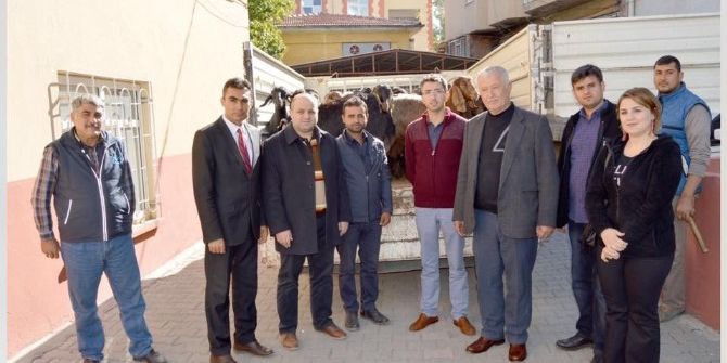 7 Kişiye 280 Adet Küçükbaş Hayvan Dağıtıldı