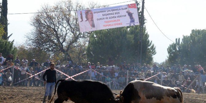 Aydın’da Sezonun Son Boğa Güreşleri Büyük İlgi Gördü