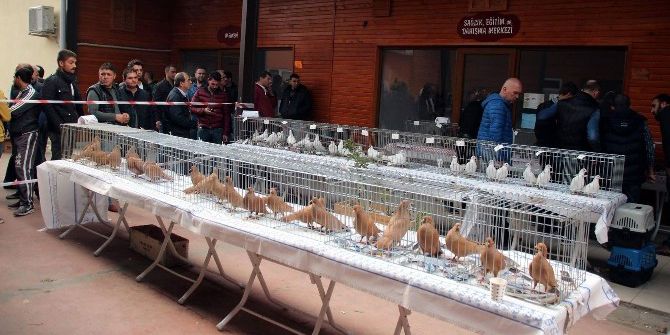 Güvercin Güzellik Yarışması Renkli Görüntülere Sahne Oldu
