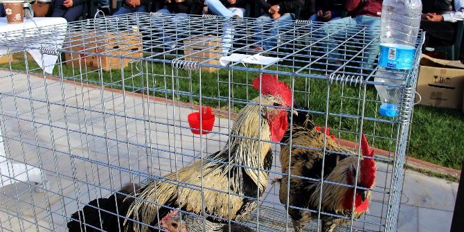 Süs Tavuğu Yetiştiricileri Müzayedede Buluştu