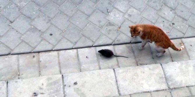 Kediye Kafa Tutan Fare