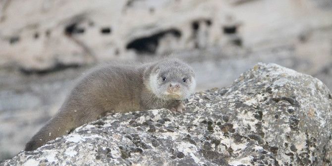 Çemişgezek’te Yavru Su Samuru Görüntülendi