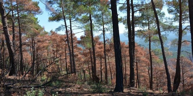 Orman Yangınının İzleri Silinecek