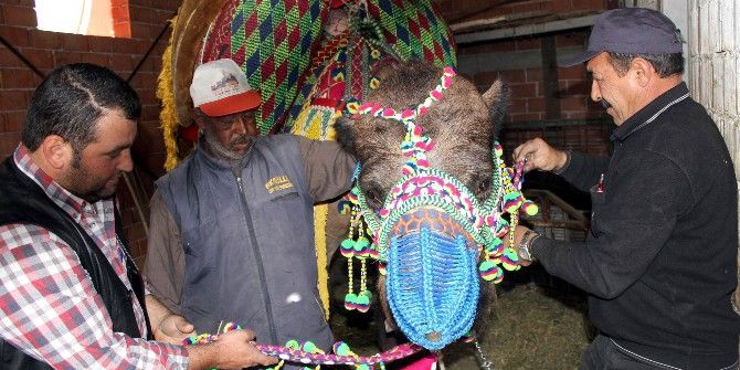 Develer Güreşlere Hazırlandı