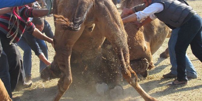 Aydın’da Develer Sahaya İndi