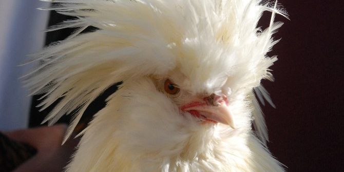 Sultan Tavuğu Fiyatı Ve Görüntüsü İle Dikkat Çekiyor