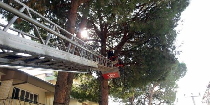 Yuvası İle Birlikte Yere Düşen Yavru Kuşun İmdadına İtfaiye Yetişti