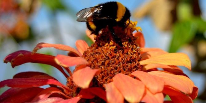 Arılar Yazdan Kalma Günleri Fırsat Bildi