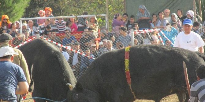 Boğalar Eğitim Yararına Güreşti