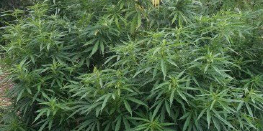 Çarşamba’da Esrar Operasyonu: 1 Gözaltı