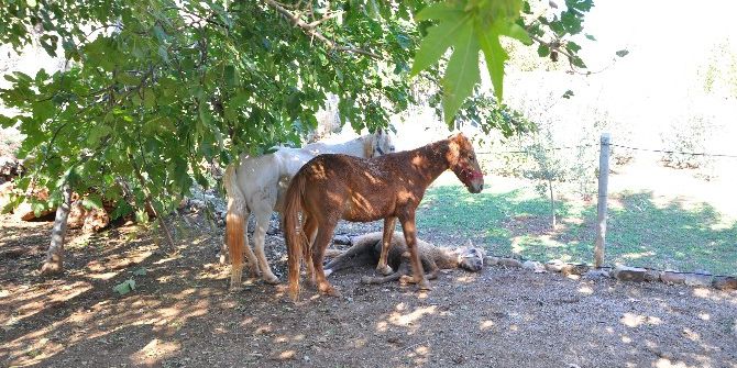 Anne At Yararlanan Yavrusunun Başında Bekledi