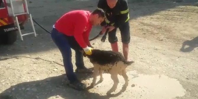 İnşaat Temeline Düşen Keçiyi Kurtarmak İçin Seferber Oldular