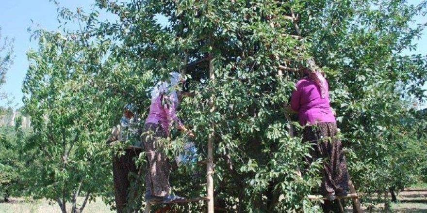 Vişnede Fiyat Şoku