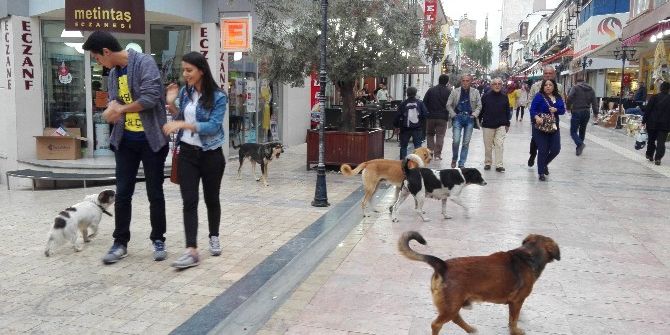 Aydın’da Sokak Köpekleri Korkutmaya Başladı