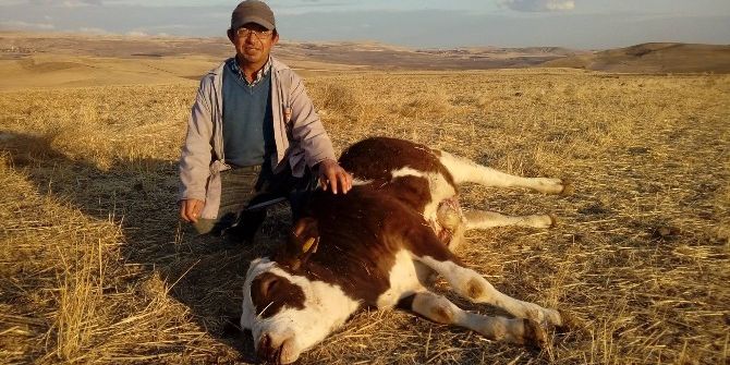 Yozgat’ta 2 Büyükbaş Hayvan Şap Hastalığından Telef Oldu