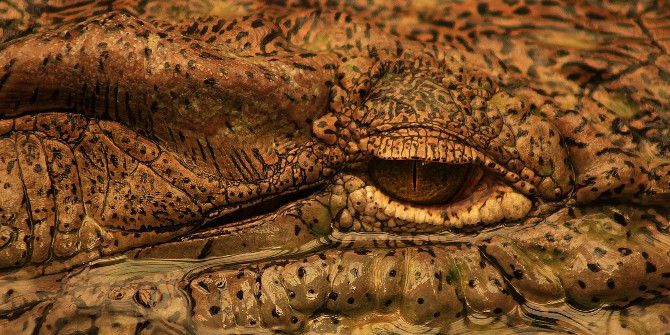 Bu Kareler Afrika’dan Değil, İzmir’den Çekildi