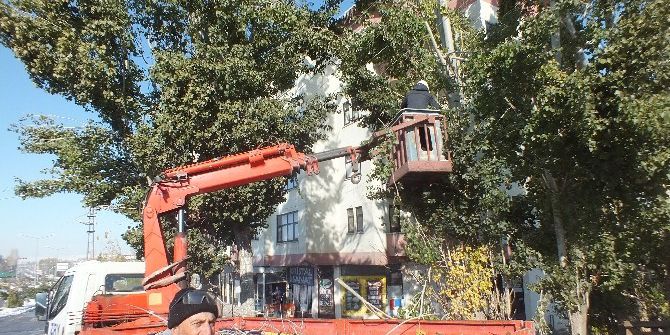 Kavak Ağaçları İlçeyi Elektriksiz Bıraktı