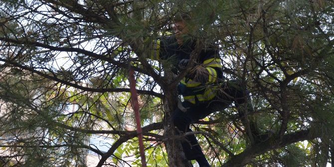 İtfaiyeden Kedi Operasyonu