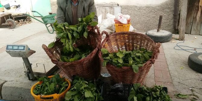 Hisarcık’ta Yerli Ispanağa Rağbet