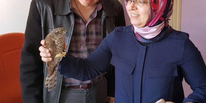 Devlet Hastanesi Kanadı Kırık Atmaca İçin Seferber Oldu