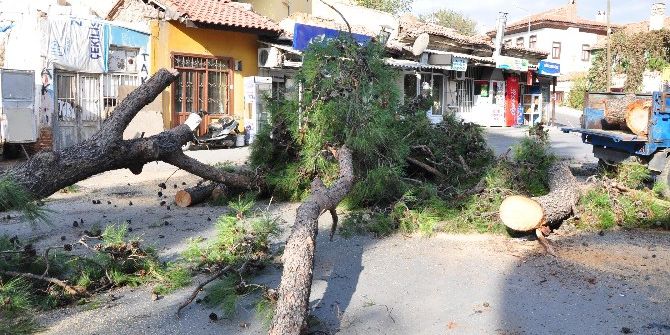 Milas Belediye Başkanı Tokat, Kesilen Ağaçlarla İlgili Açıklama Yaptı