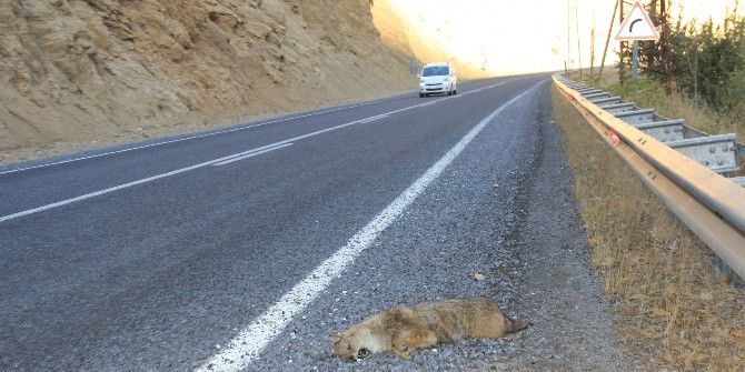 Aracın Çarptığı Tilki Telef Oldu