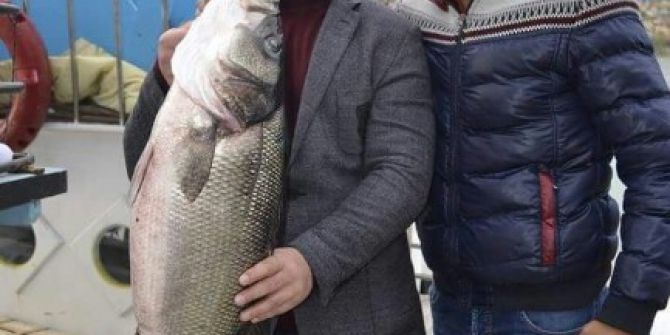 11 Kilogram Ağırlığındaki Levrek Bin Liraya Satıldı