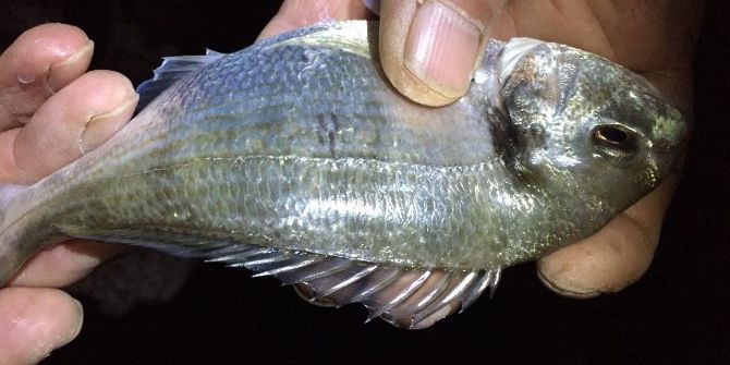 Çupra Karadenizli Oluyor