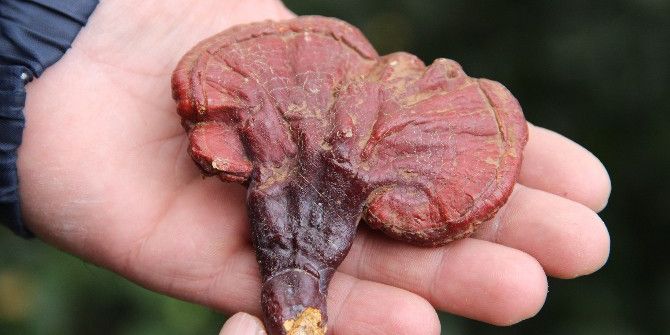 4 Yıldır Aradığı ‘Ölümsüzlük Mantarı’nı Buldu