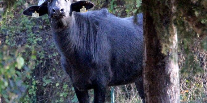 Çiftlikten Kaçan Manda, Üniversitesi Kampüsünü Mesken Tuttu