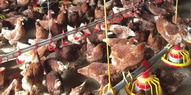 Genç Çiftçi Projesi İlk Meyvelerini Vermeye Başladı