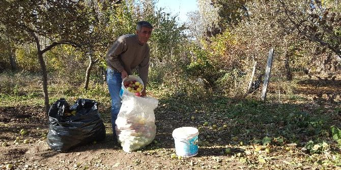 Tatvan’da "Kışlık Elma" Hasadı