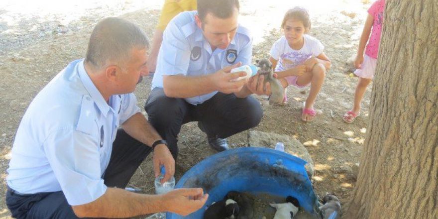 Zabıta Memurları Yeni Doğmuş Yavru Köpekleri Elleriyle Besledi