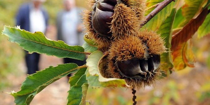 Kuraklığa Çözüm İçin Dikilen Kestane Yüzleri Güldürdü