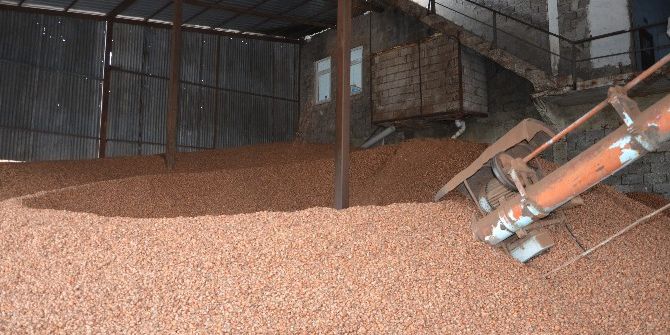 Fındık Kabuğu Kömürle Yarışıyor