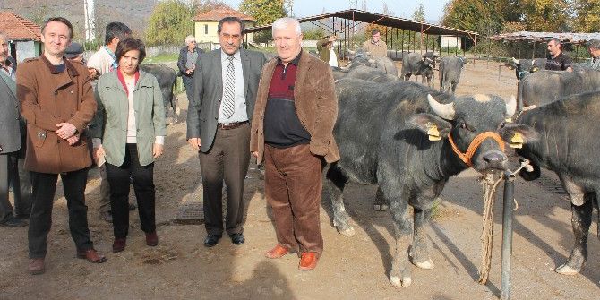 Bartın’da Çiftçilere Damızlık Boğa Teslimi Yapıldı