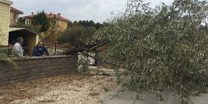 Fırtına Ağaçları Devirdi