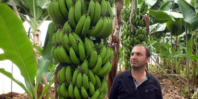 Muzda Şok Düşüş Üreticiyi Üzdü