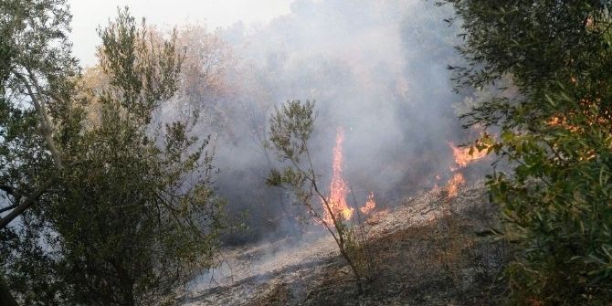 Çanakkale’de 3 Hektar Zeytinlik Yandı