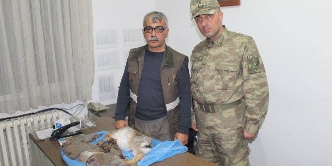 Iğdır’da Kaçak Avlanmaya 5 Bin 800 Tl Ceza