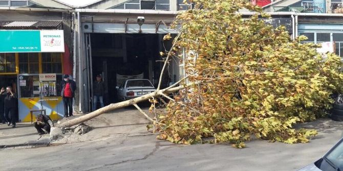 Edirne’de Şiddetli Lodos Ağacı Kökünden Söktü